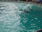 Delphinarien, Wasserparks