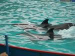 Dolphinariums, Water Parks
