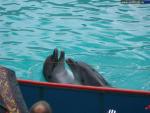 Дельфинарии, аквапарки