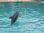 Дельфинарии, аквапарки