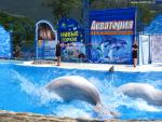 Dolphinariums, Water Parks