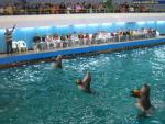 Delphinarien, Wasserparks